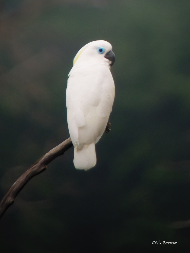 Blue-Eyed Cockatoo
