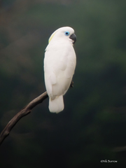 Blue-Eyed Cockatoo photo 1