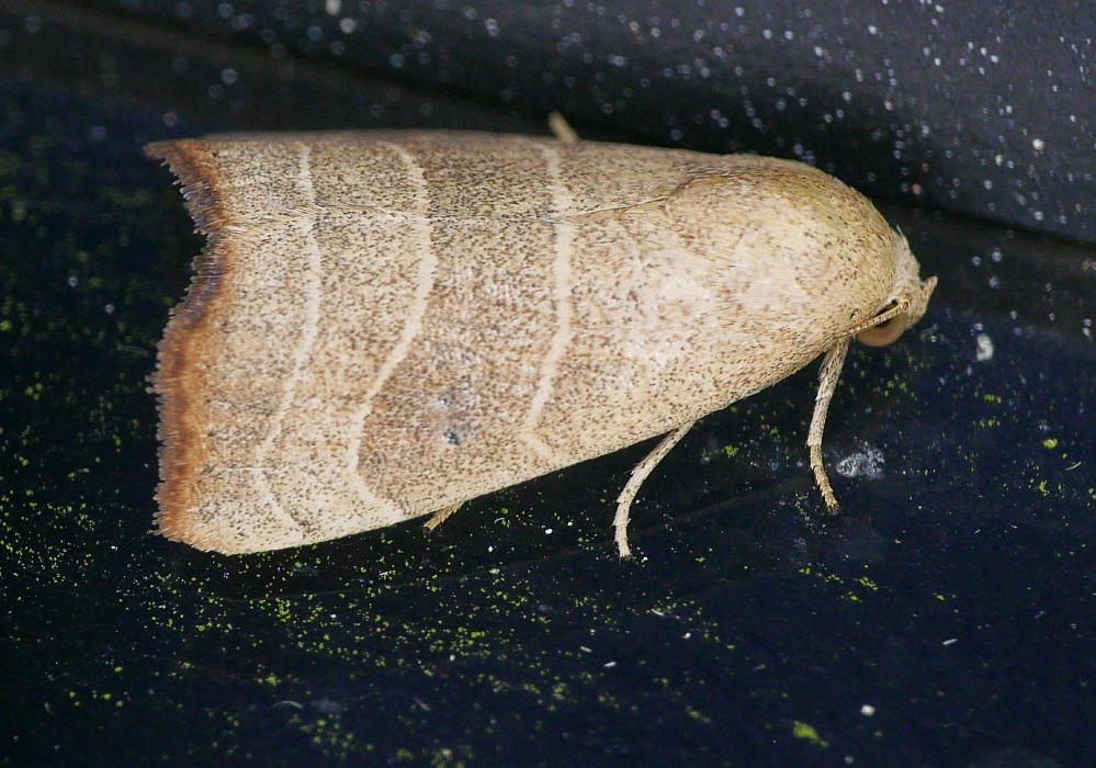 Wavy-lined Mallow Moth