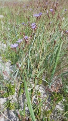 Lactuca tatarica