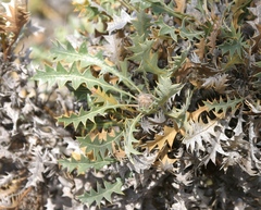 Banksia armata