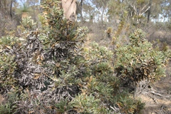 Banksia armata