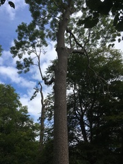 Magnoliopsida
