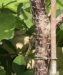 Orthetrum cancellatum