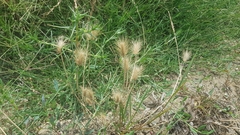 Hordeum geniculatum