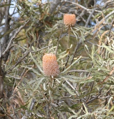 Banksia prionotes