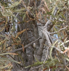 Banksia prionotes