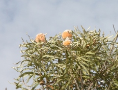 Banksia prionotes