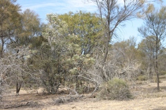 Banksia prionotes