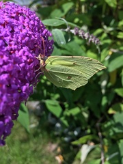 Gonepteryx rhamni