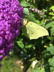 Gonepteryx rhamni