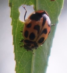 Neoharmonia venusta