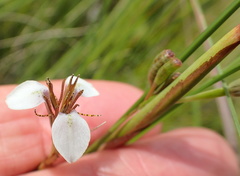 Moraea brevistyla
