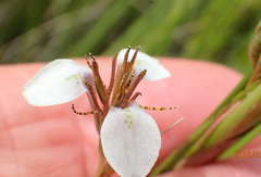 Moraea brevistyla