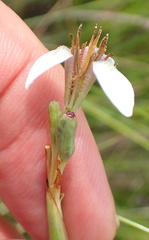 Moraea brevistyla
