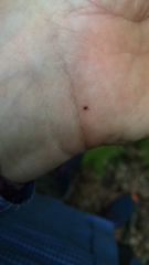 Amblyomma americanum