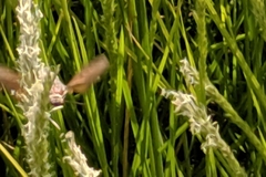 Macroglossum stellatarum
