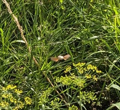 Macroglossum stellatarum