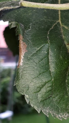 Phyllonorycter blancardella