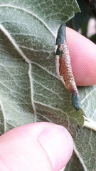 Phyllonorycter blancardella