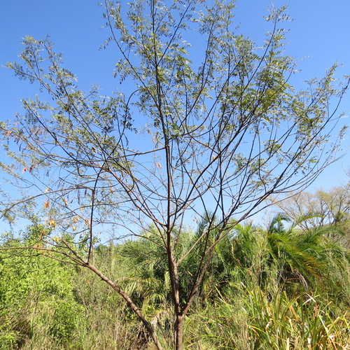 Sesbania punicea image