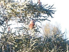 Banksia prionotes