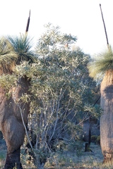Banksia prionotes