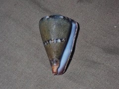 Conus capitaneus