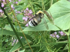Bombus