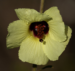 Abelmoschus esculentus