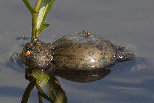 Fire-bellied toad, Bombina bombina