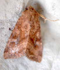 Loscopia velata