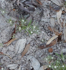 Blennospora drummondii