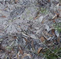 Blennospora drummondii