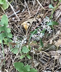 Sericocarpus asteroides