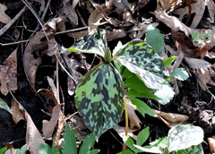Trillium recurvatum