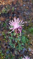 Isopogon dubius