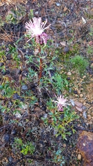 Isopogon dubius