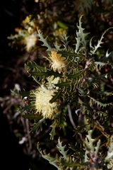 Banksia armata