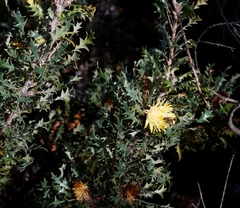 Banksia armata