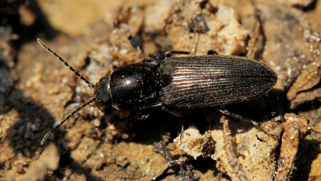 Dicronychus equiseti
