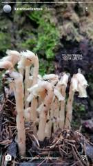 Monotropa