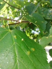 Eriophyes tiliae