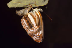Neptis jumbah jumbah