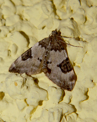 Thera vetustata