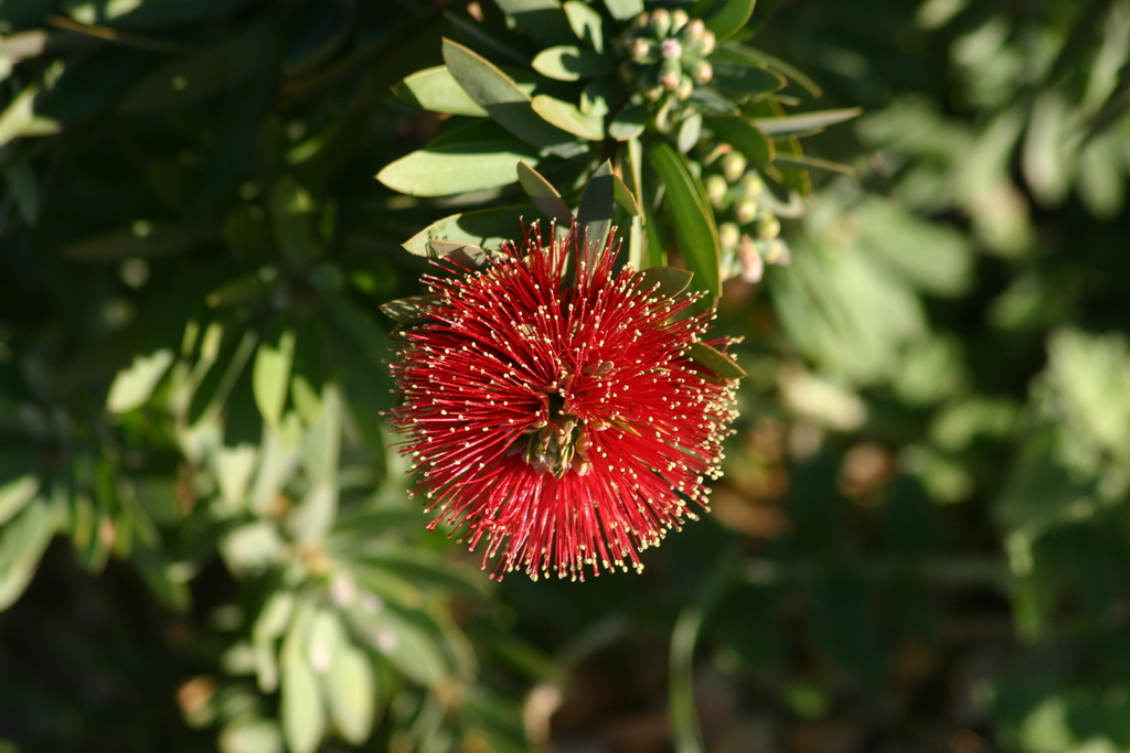 bottlebrushes