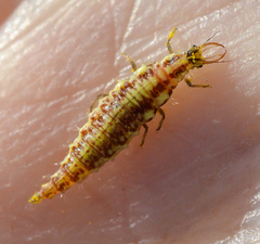 Nineta vittata