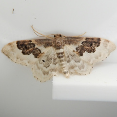 Idaea rusticata