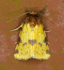 Azenia obtusa