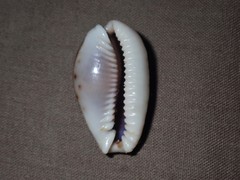 Naria labrolineata
